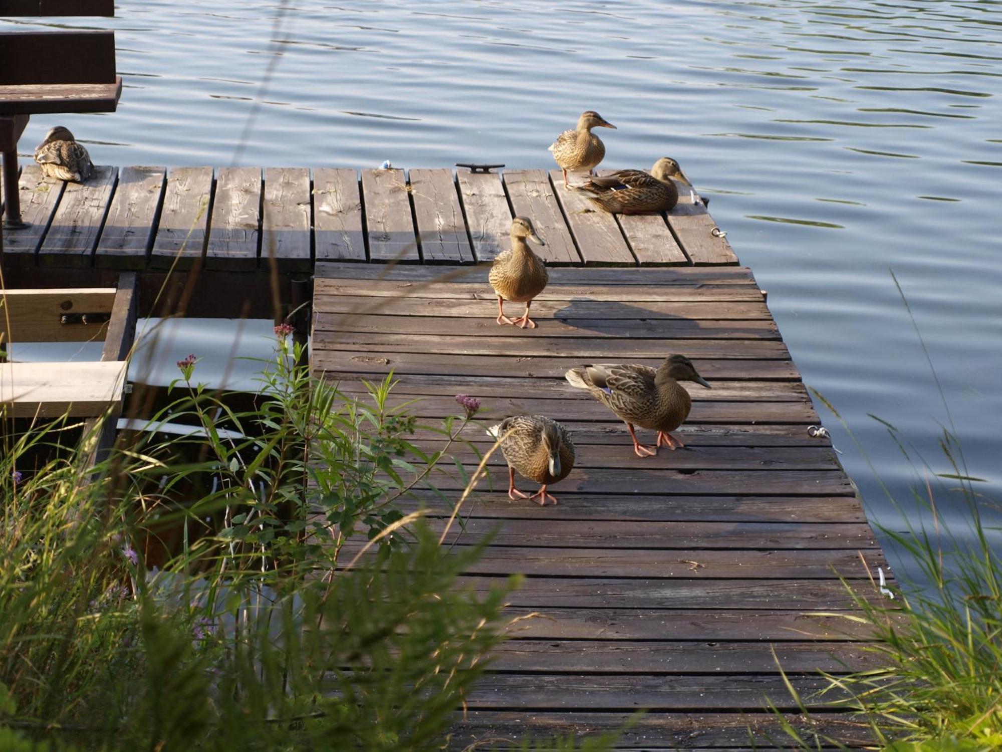 Riverside Motel Hayward Zewnętrze zdjęcie